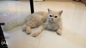 Persian cat for sale. Color: brownish white,