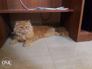 Persian cat male very friendly, playfully and