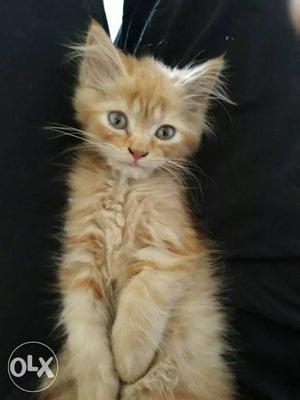 Persian doll dace cat 3months old female