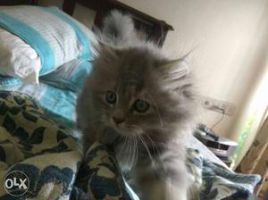 Persian kittens, White and Russian blue,