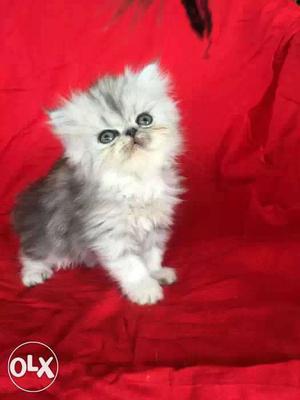 Persian kittens available