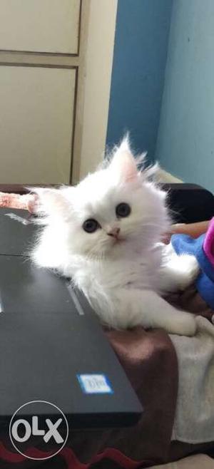 Pure breed doll face persian kitten, female