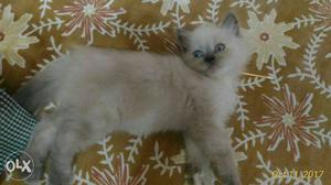 Pure persian himaliyan cat available kittens is