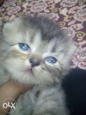 Pure persian kitten2 month old