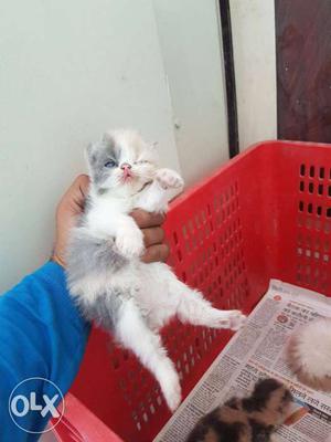 Pure persian kittens best quality for sale all colours
