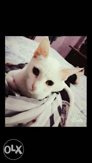 Pure white cat Indian, yellow eyes. paltu hai.