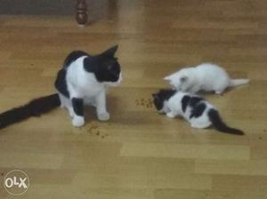 Semi Persian kitten. 3oreo and 2pure whites 2