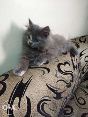 Show winner cat kitten, 2 month baby grey colour
