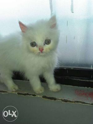 Small Long-fur White Kitten