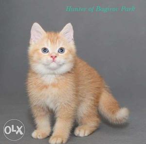 So nice persian kitten avalible for sale in kanpur