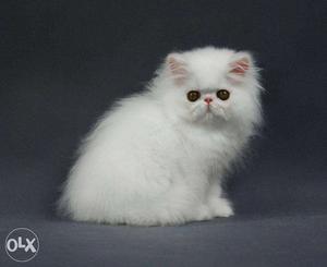 So nice persian kitten for sale in all cash on delivery