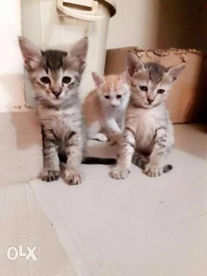 Three Gray Kittens