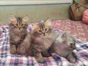 Three Gray persian Kittens