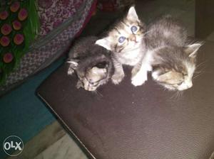 Three Grey Silver Kittens