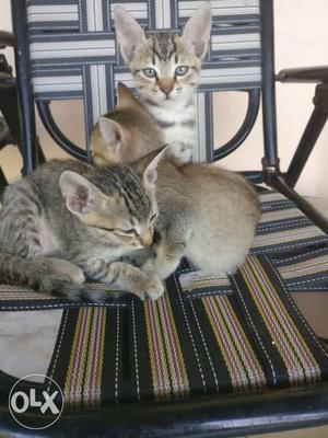 Three Long-fur Gray Tabby Kittens