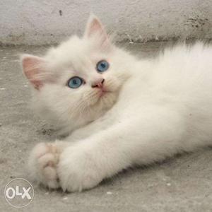 Traind playfull pure and long fur Persian cat sale all