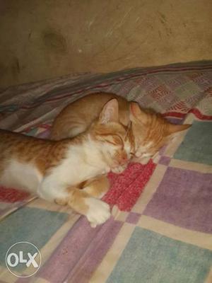 Two Orange-and-white Tabby Kittens
