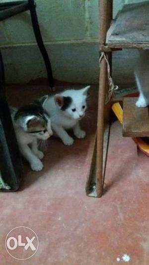 Two White And Black Short Fur Kittens