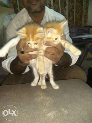 Two semi Persian cats