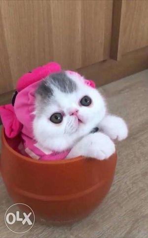Very cheap rates persian kitten avalible in kanpur