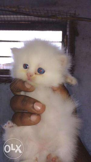 Very cute persian kitten available