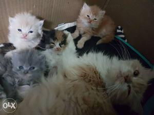 Very healthy 45 days old persian kittens