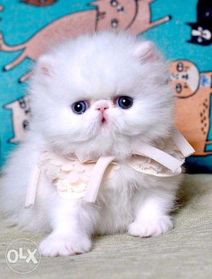 Very pretty persian kittens available in allahabad