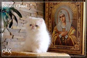 Very pretty persian kittens available in ambala