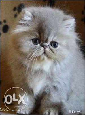 Very pretty persian kittens available in bathinda