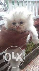 Very pretty persian kittens available in ghaziabad