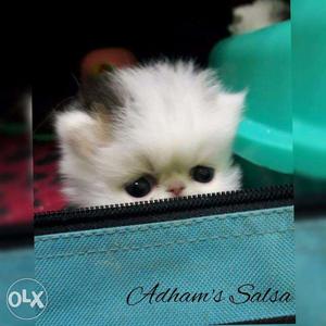 Very pretty persian kittens available in indore