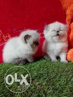Very pretty persian kittens available in jaipur