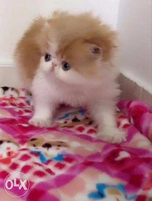 Very pretty persian kittens available in jammu