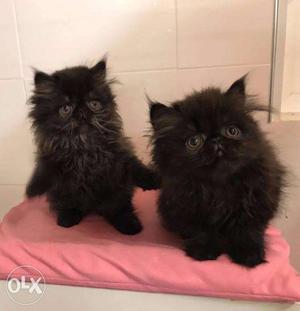 Very pretty persian kittens available in mathura