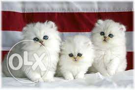 Very pretty persian kittens available in noida