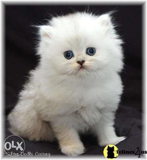Very pretty persian kittens available in raipur