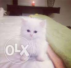 Very pretty persian kittens available in rajkot