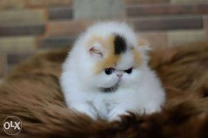 Very pretty persian kittens available in ranchi