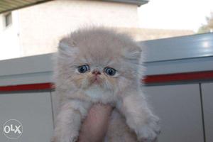 Very pretty persian kittens available in roorkee