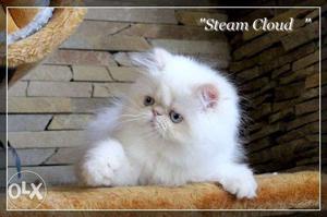 Very pretty persian kittens available in udaipur