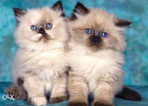 White And Brown Kittens