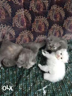 White And Three Grey Kittens