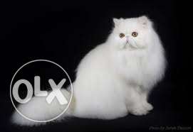 White Doll face Persian Cat available for