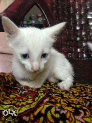White Fur Kitten