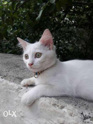 White Persian Dool Face Cat Female 4 month old Urjent Sell