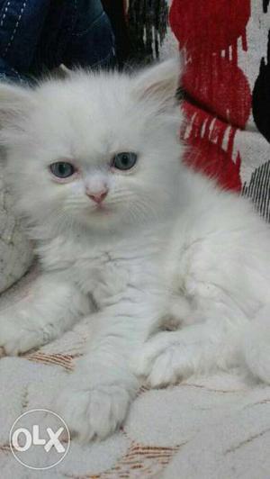 White Persian Kitten