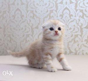 White color kitty avalible for sale in noida