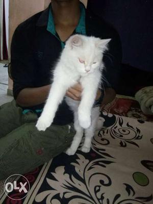 White female cat 6months blue eyes I want to sell