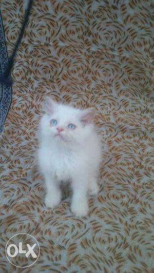 White long coated kitten available