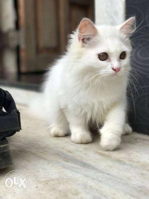 White persian kitten 7 months old. very active